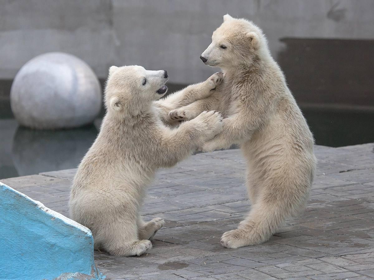 Фото Новосибирский зоопарк показал игры белых медвежат 2
